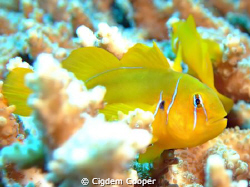 Citron coral goby (Gobiodon citrinus)
(Fuji f50 and fant... by Cigdem Cooper 